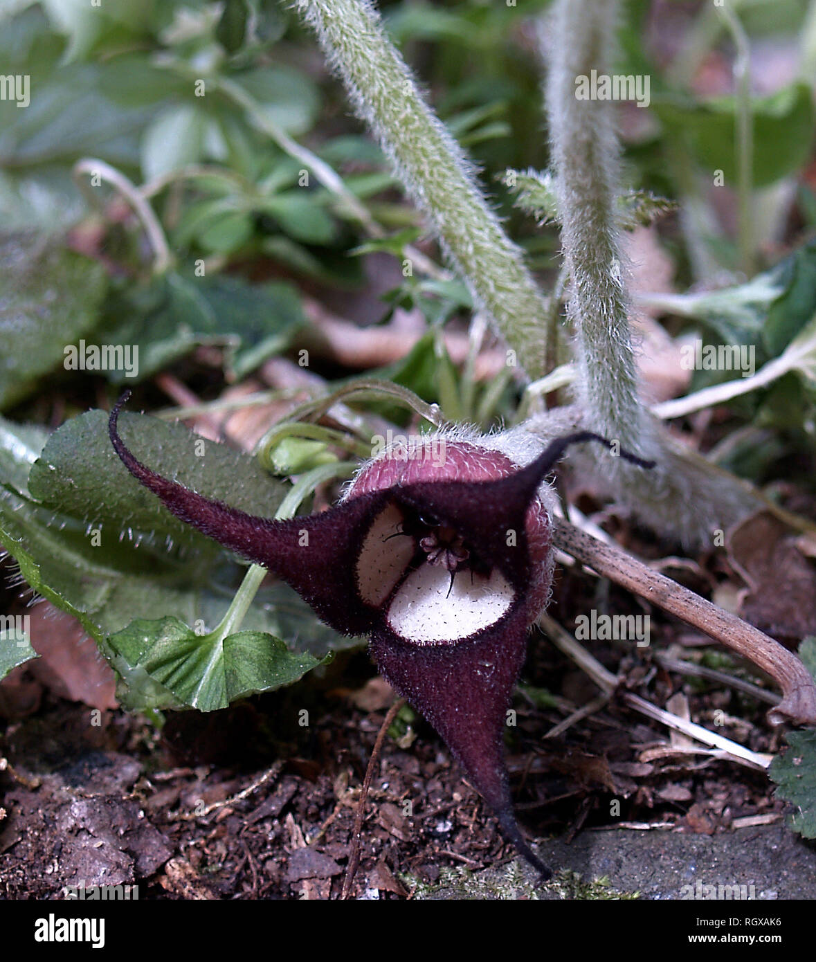 Wild Ginger, Great Smoky Mountain National Park, Tennessee Stockfoto