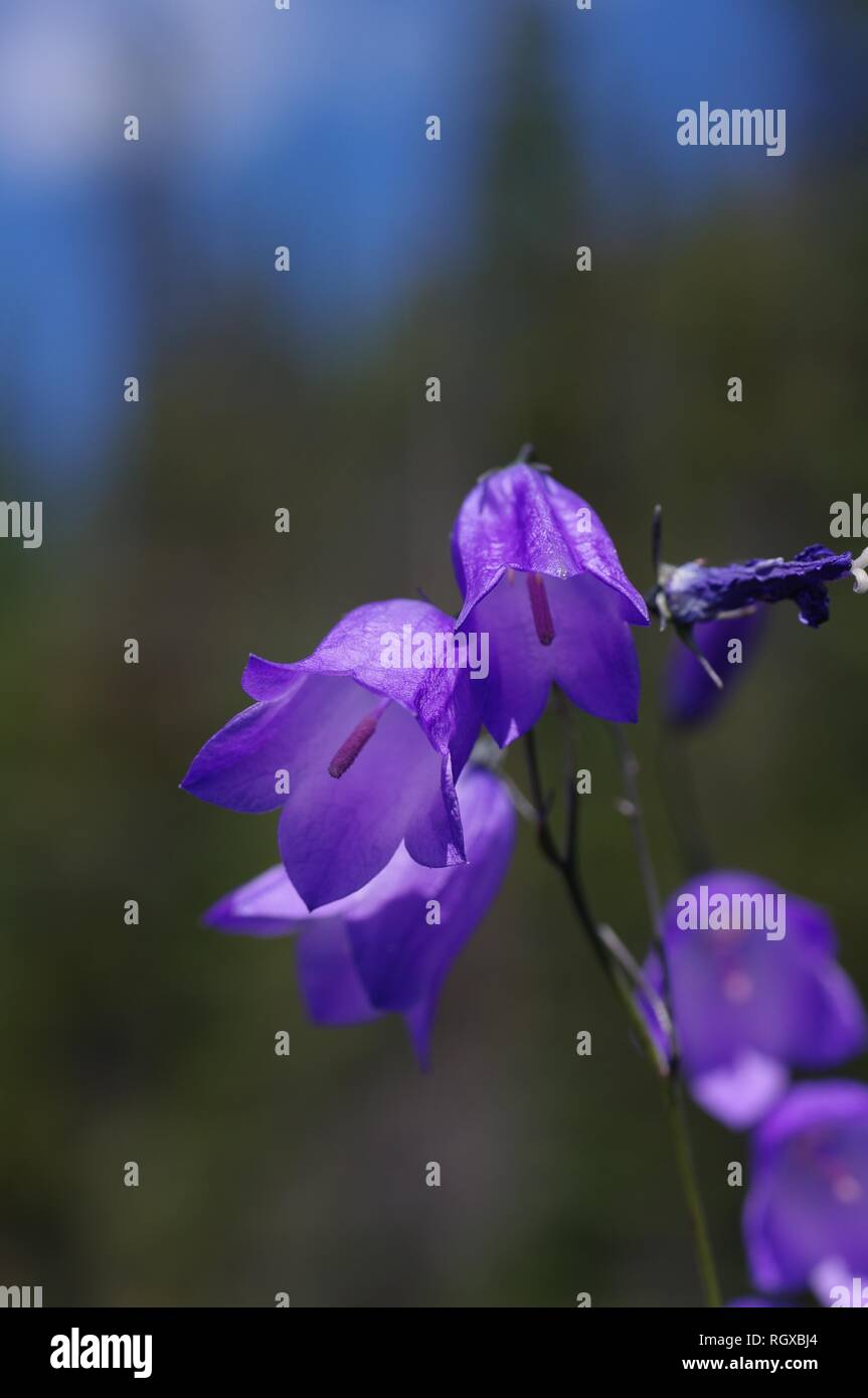 Lila Blüten in Kanada, Feder (kelson Burns) Frühling Blumen, Violett Blumen Stockfoto