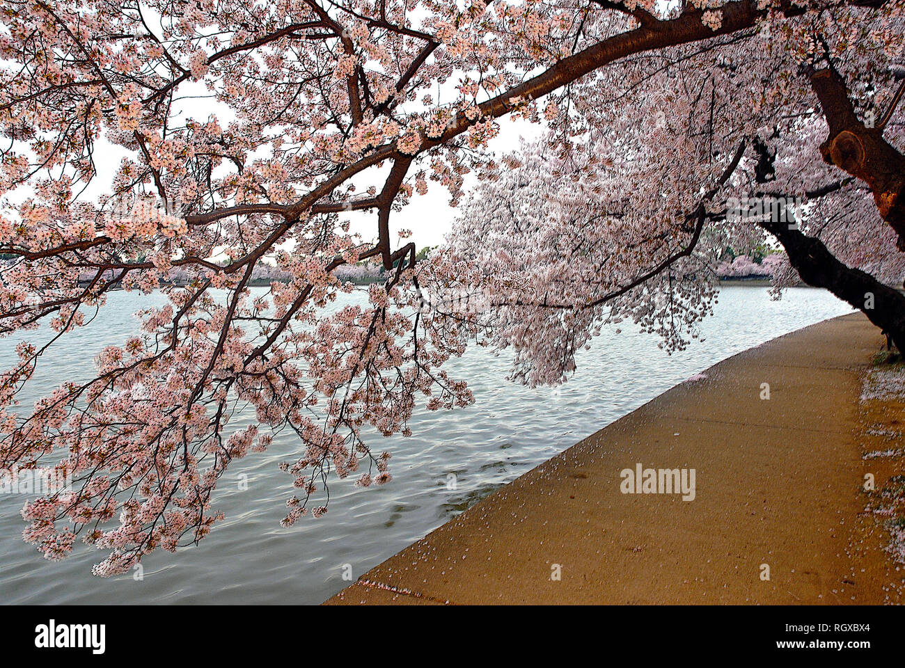 Washington, DC, USA, 2. April 2006 die Kirschbäume sind voller Farben in diesem Jahr Blüten mit Farbe um das Tidal Basin explodieren. Credit: Mark Reinstein/MediaPunch Stockfoto