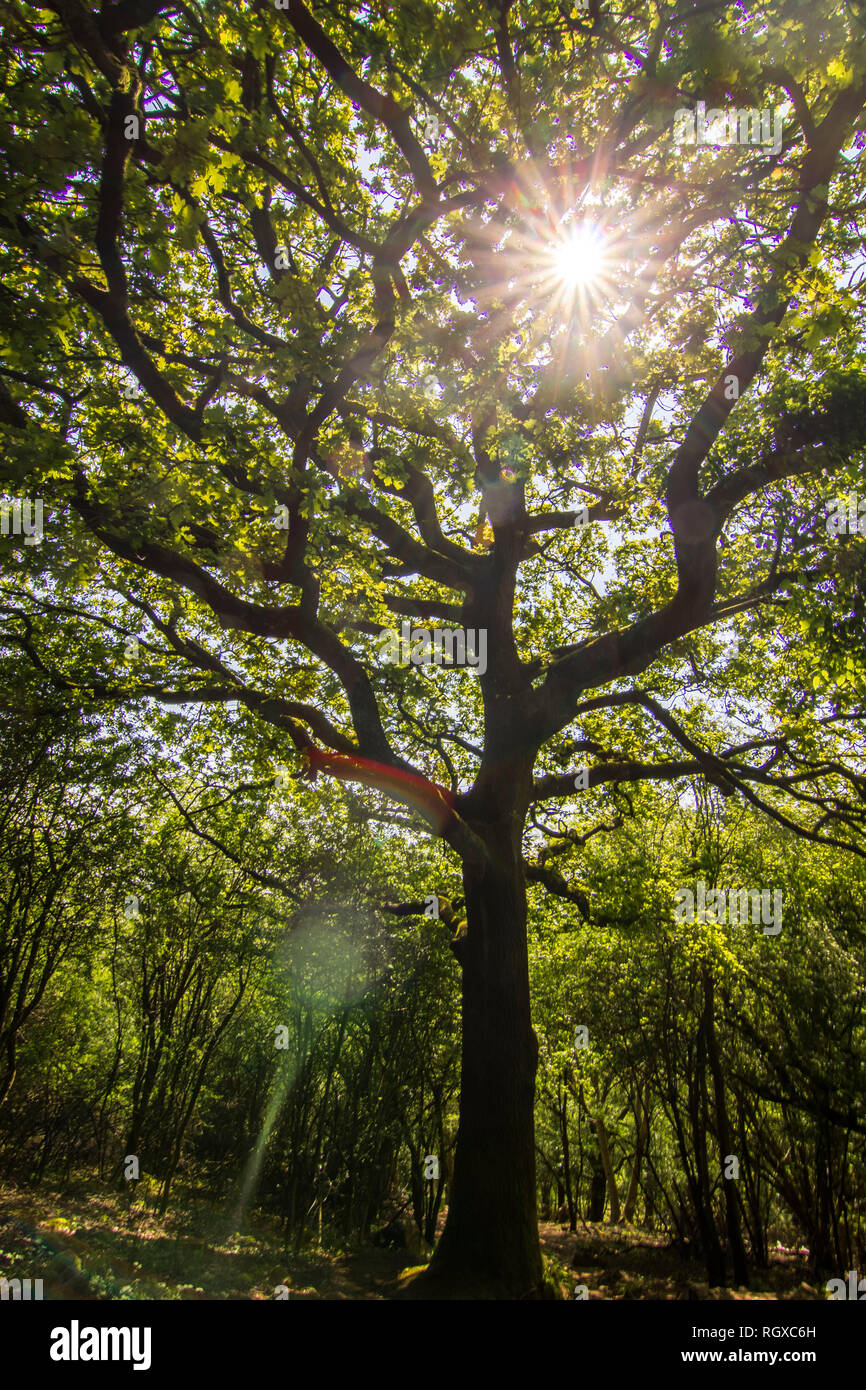 Leigh Wald Wald im Somerset, Bristol, Vereinigtes Königreich. Die Sonnenstrahlen über die Äste auf einem tiefen Wald mit einer erstaunlichen natürliches Licht Stockfoto