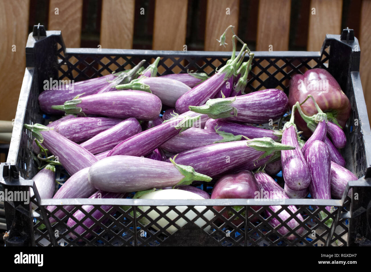 Solanum meongena. Ernte Auberginen. Stockfoto
