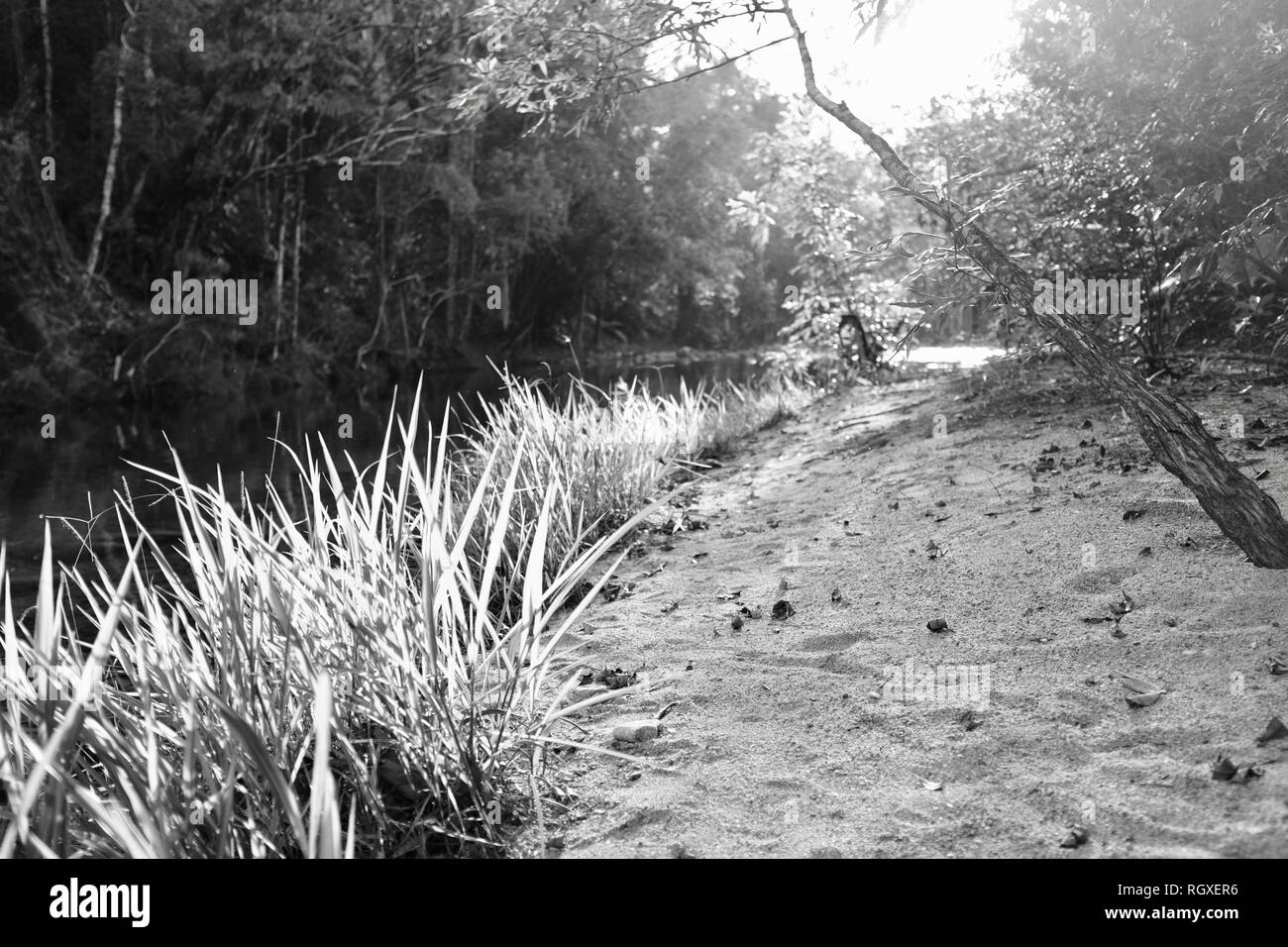 Sonnenlicht durch Gras und Bäume am Rande eines Flusses, Finch Hatton, Queensland, 4756, Australien Stockfoto