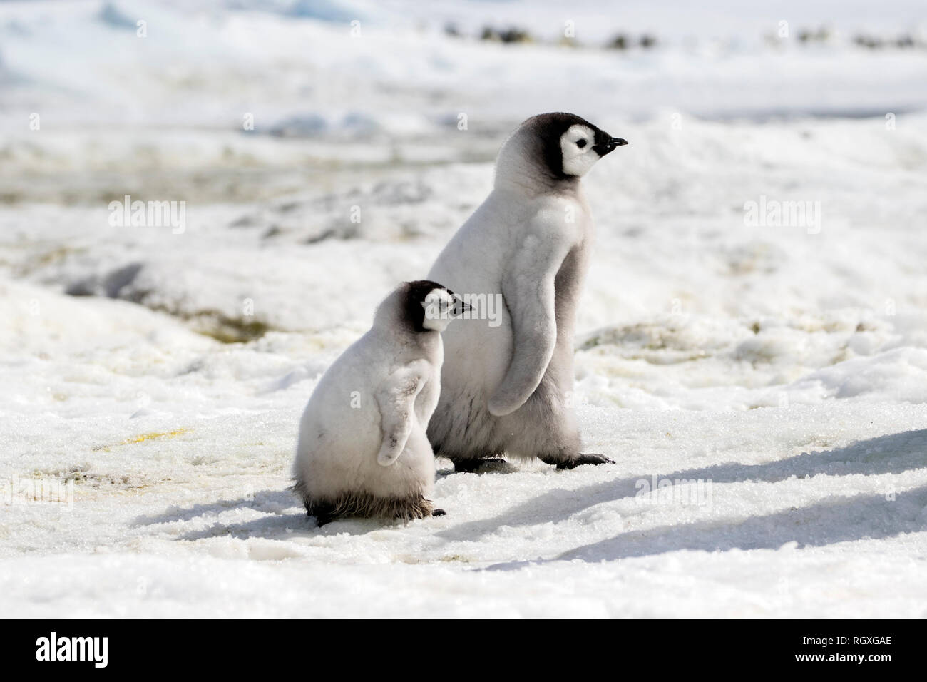 Adorable Kaiserpinguine (Aptenodytes forsteri) Küken auf Eis auf Snow Hill Island in der Antarktis Stockfoto