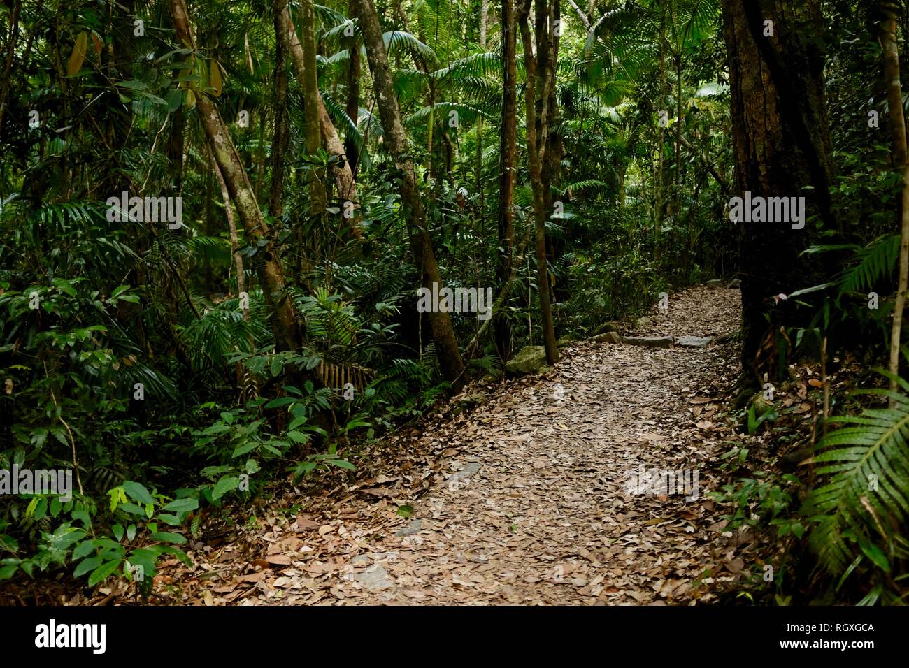 Ein Weg durch dichten tropischen Regenwald, Finch Hatton, Queensland, 4756, Australien Stockfoto