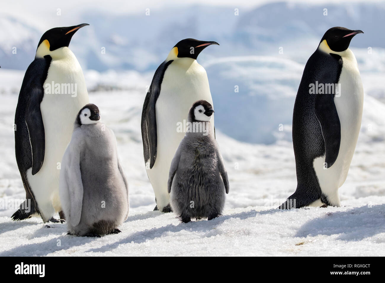 Kaiserpinguine (Aptenodytes forsteri), der größten Pinguin Arten, ihre Küken auf Eis auf Snow Hill Island in der Antarktis Stockfoto