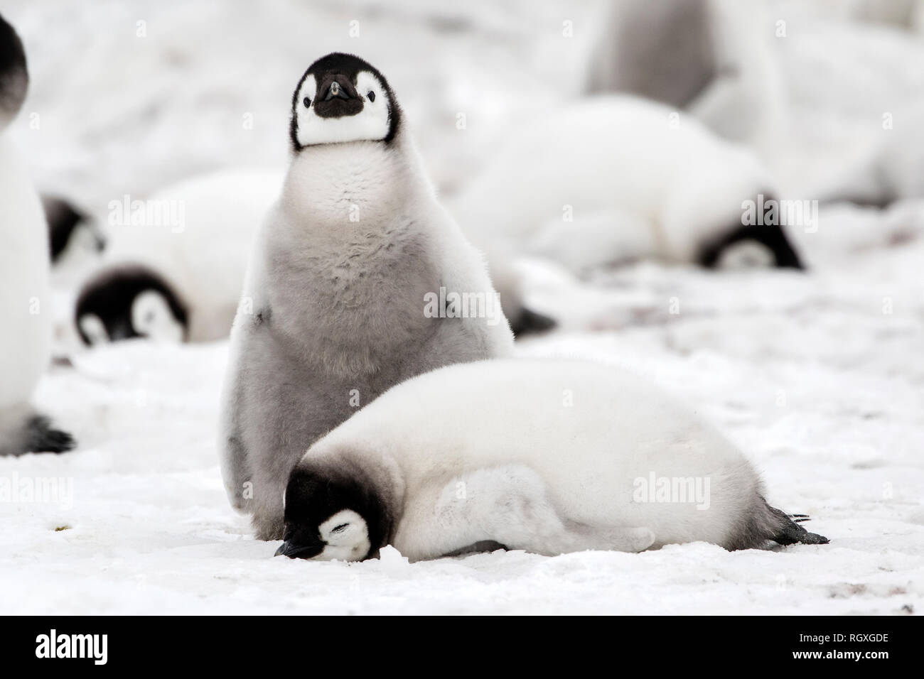 Adorable Kaiserpinguine (Aptenodytes forsteri) Küken auf Eis auf Snow Hill Island in der Antarktis Stockfoto