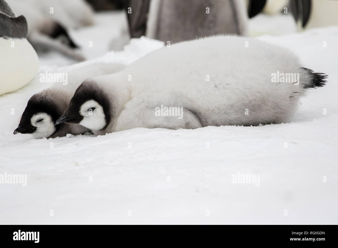 Adorable Kaiserpinguine (Aptenodytes forsteri) Küken auf Eis auf Snow Hill Island in der Antarktis Stockfoto