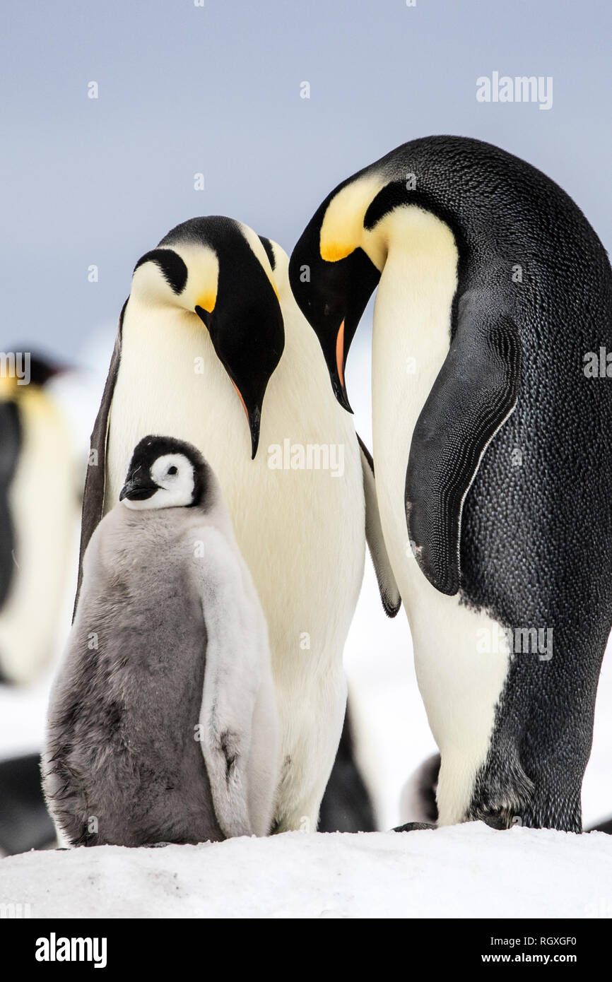 Kaiserpinguine (Aptenodytes forsteri) elterliche Sorge auf Snow Hill Island in der Antarktis Stockfoto