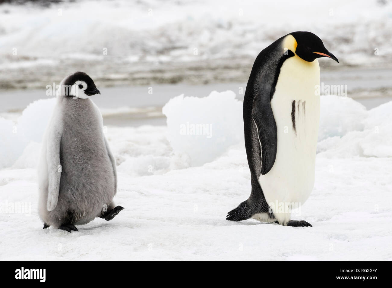 Kaiserpinguine (Aptenodytes forsteri), der größten Pinguin Arten, ihre Küken auf Eis auf Snow Hill Island in der Antarktis Stockfoto