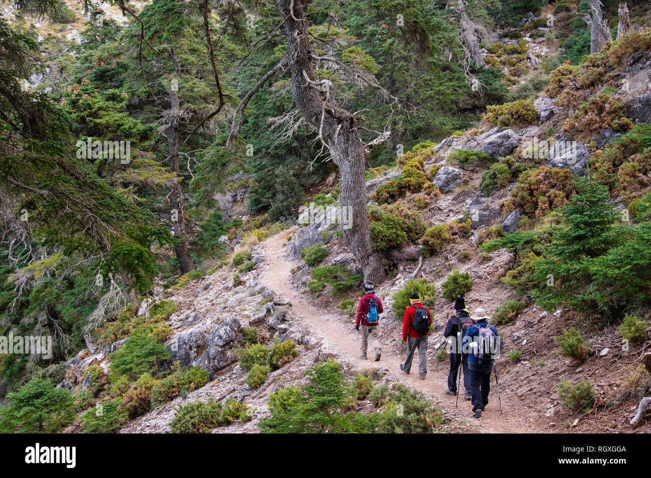 Wandern in der Natur. Biosphärenreservat. Naturpark Sierra de las Nieves. Spanische Tanne Abies pinsapo. Ronda, Malaga Provinz. Andalusien, Südspanien. Stockfoto