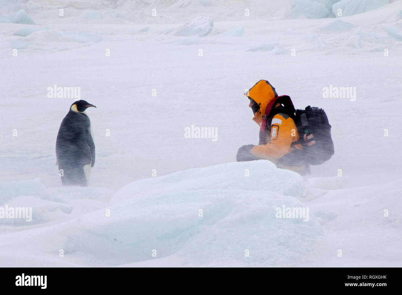 Neugierig Kaiserpinguine (Aptenodytes forsteri) starrte auf ein menschlicher Besucher auf Snow Hill Island in der Antarktis Stockfoto