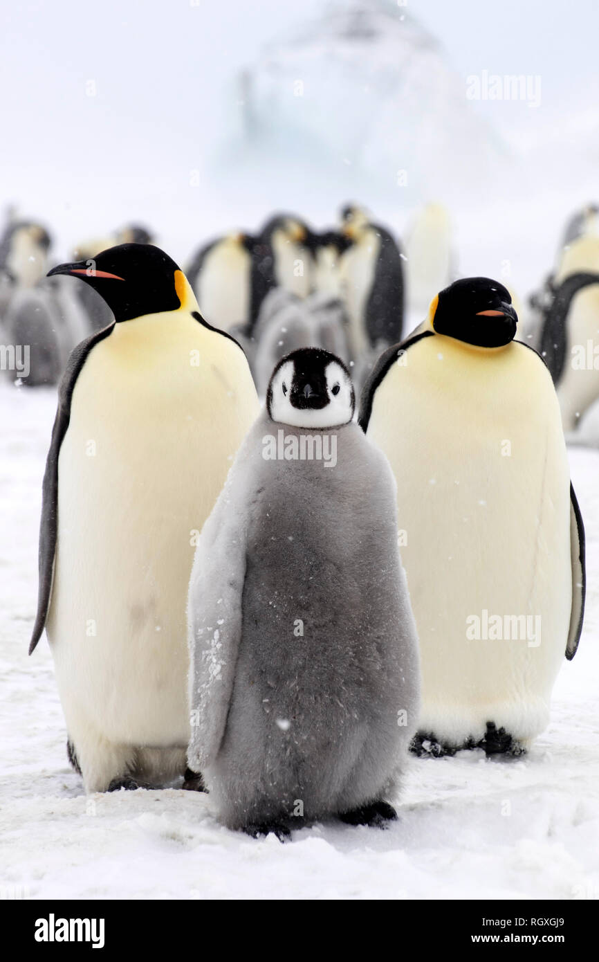 Kaiserpinguine (Aptenodytes forsteri), der größten Pinguin Arten, ihre Küken auf Eis auf Snow Hill Island in der Antarktis Stockfoto