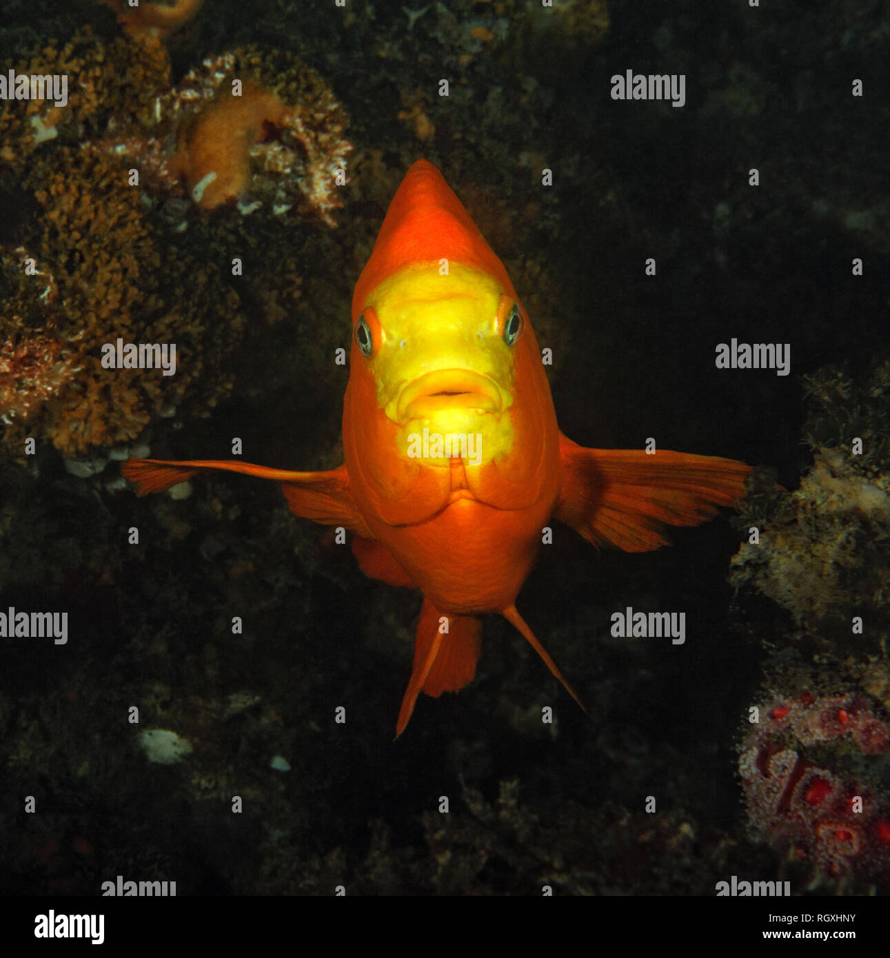 Hypsypops rubicundus, Garibaldi Stockfoto