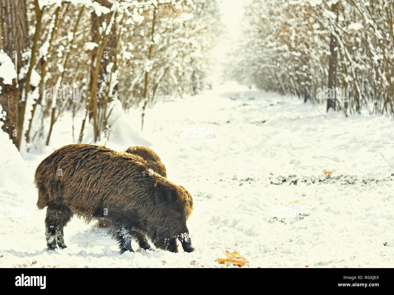 Wildschweine Wildschweine Essen Mais im Winter verschneite Wald Stockfoto