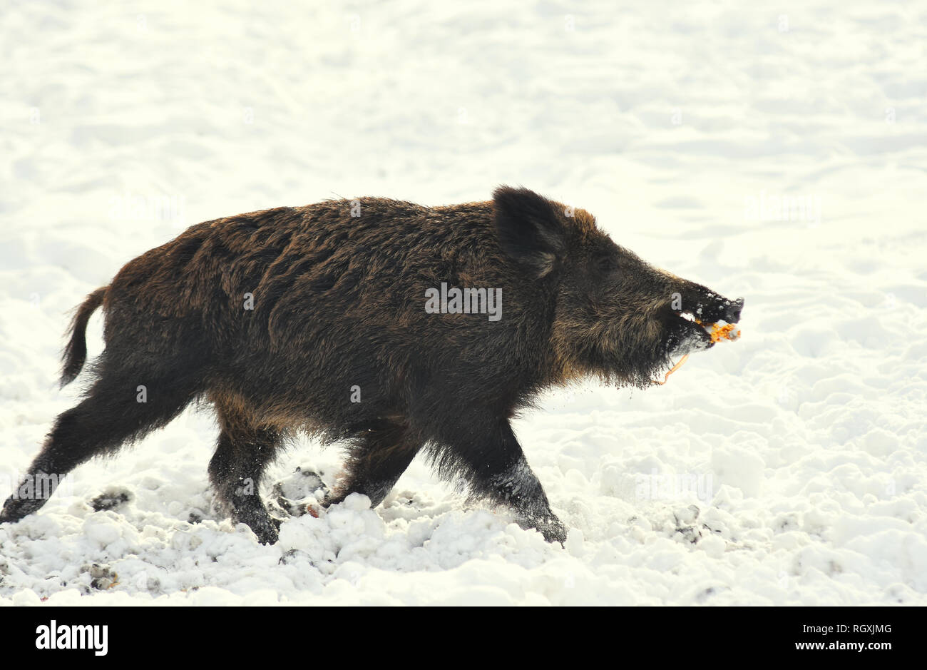 Wildschweine Wildschweine Essen Mais im Winter verschneite Wald Stockfoto