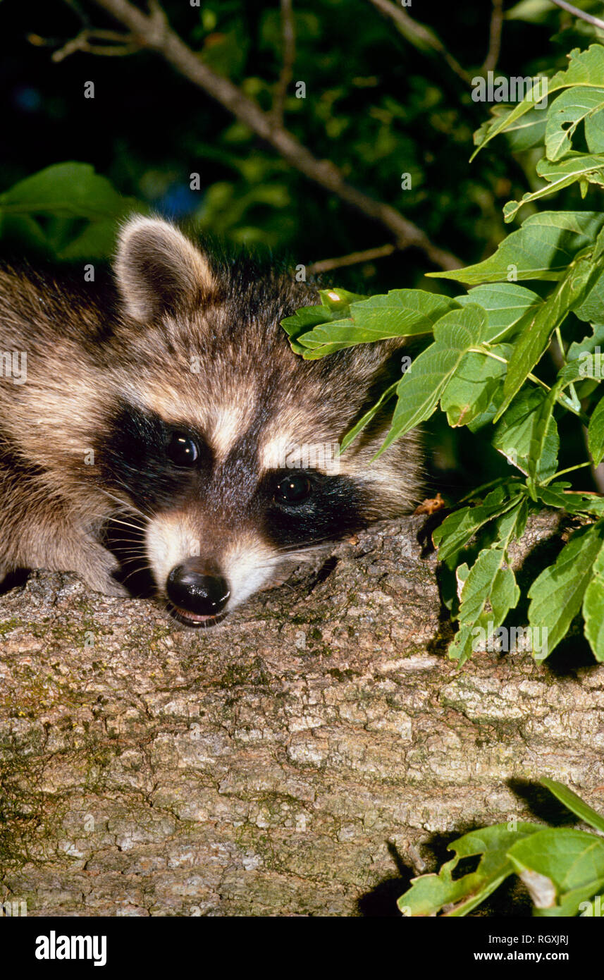 Baby Raccoon, Procyon lotor, liegen auf log spielen, Missouri, USA Stockfoto