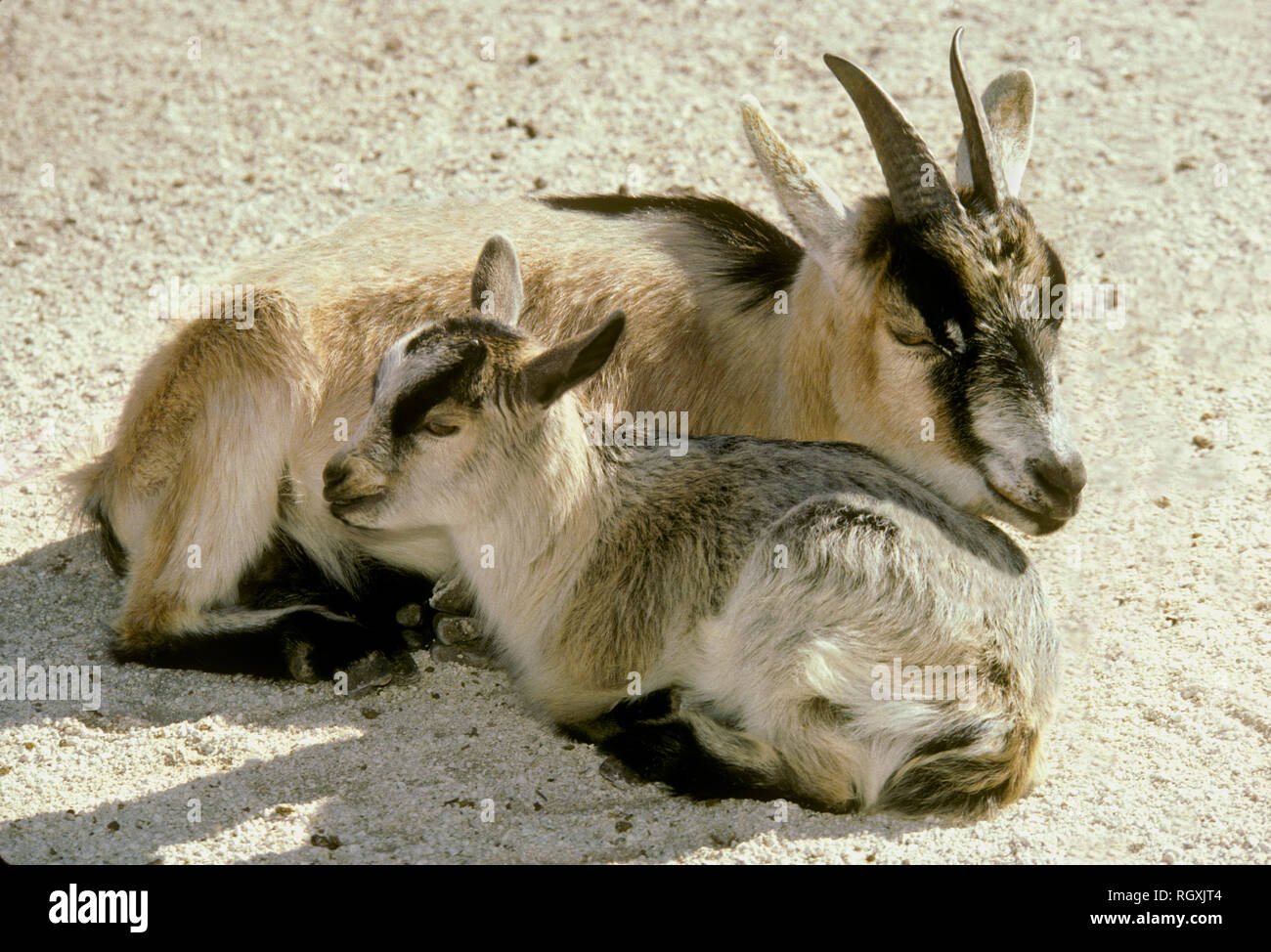 Mutter und Kind Ziegen kuscheln sich und schlafen in der Nachmittagswärme, USA Stockfoto