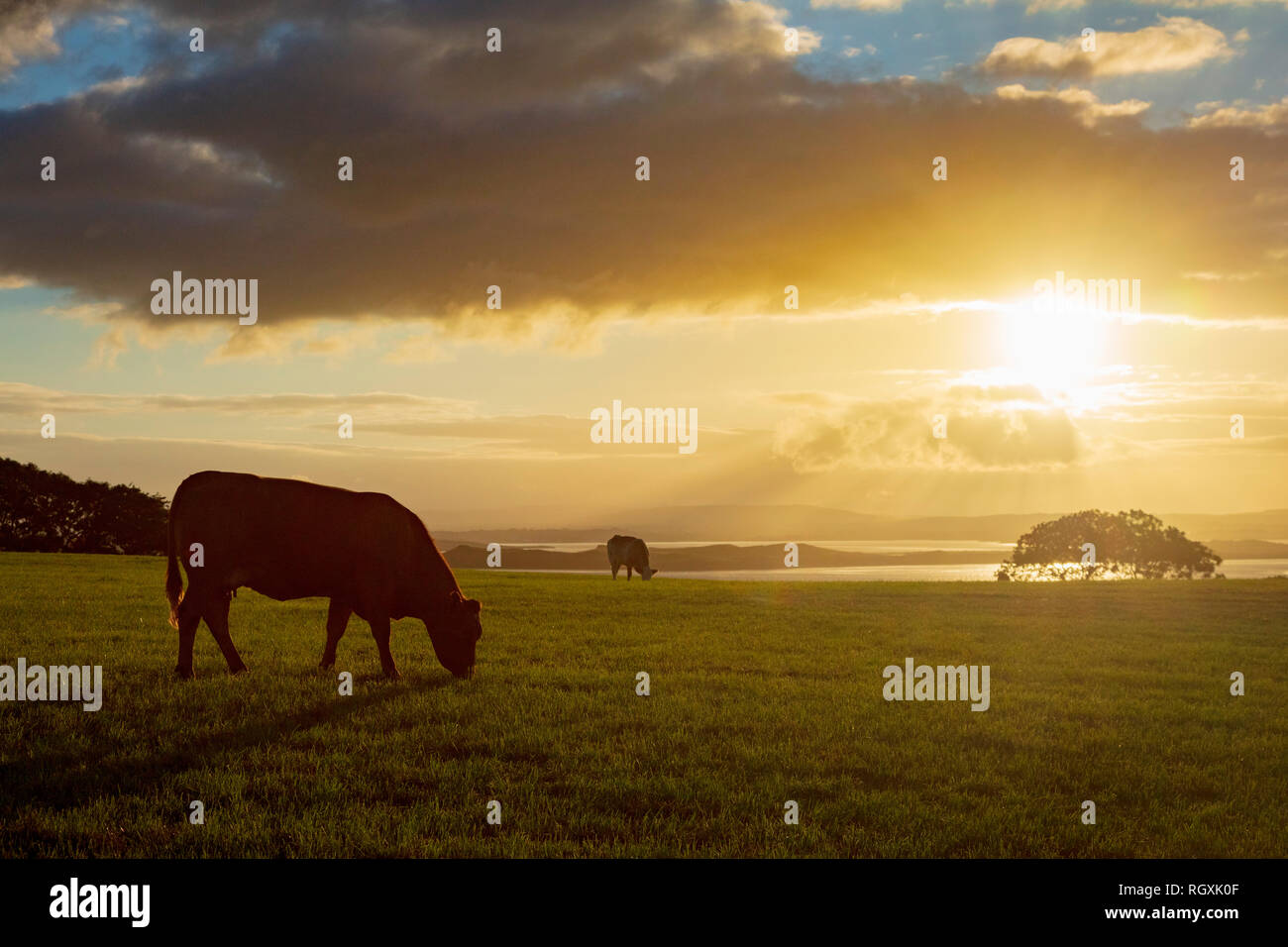 Rinder grasen auf einem Feld bei Sonnenuntergang, County Sligo, Irland. Stockfoto