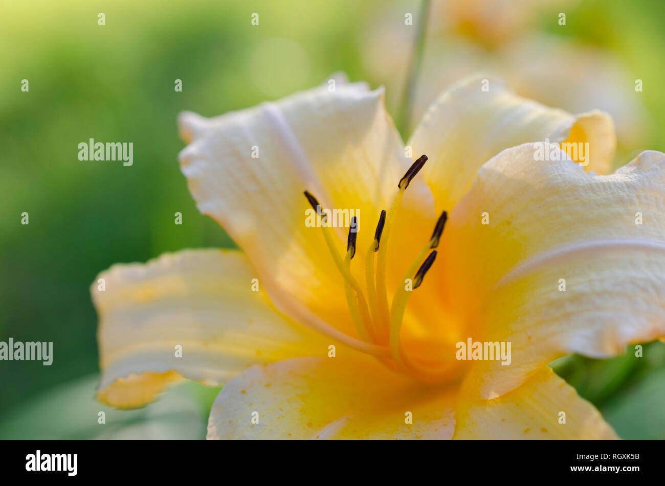 Wunderschöne, zarte, gelb goldene Lilienblüten und Stämme aus nächster Nähe im Garten, Maine, USA Stockfoto