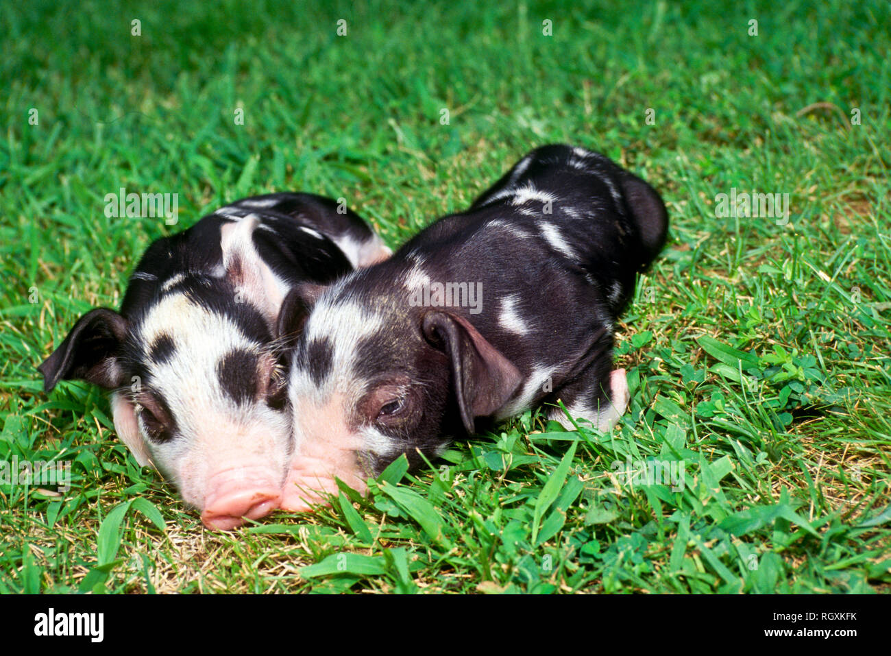 Zwei niedliche Potbelly-Ferkel liegen Nase an Nase im Gras und sorgen für Komfort und Ruhe in Missouri, USA Stockfoto