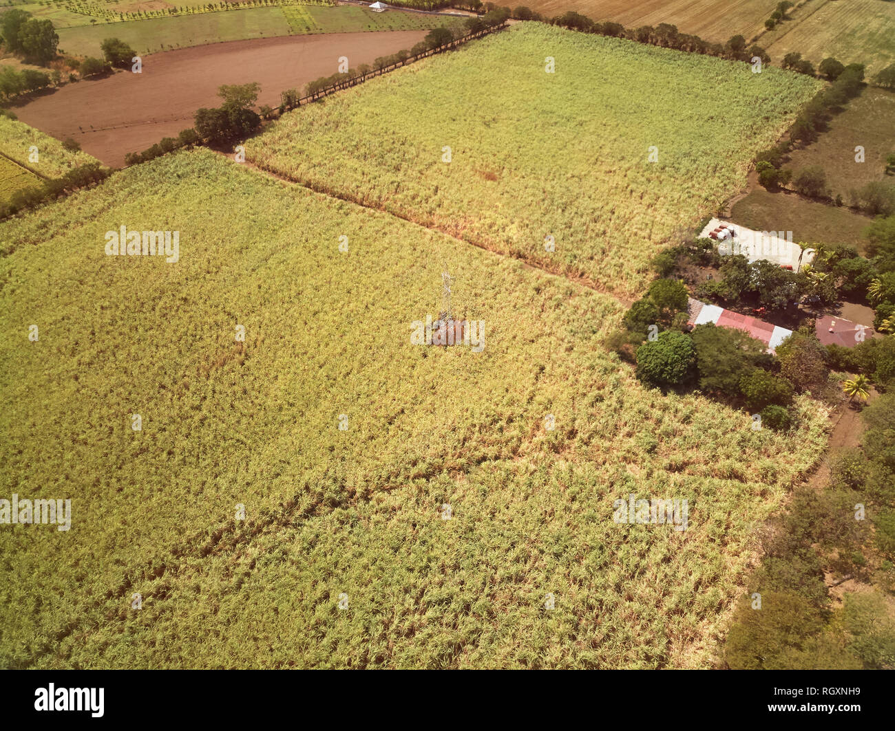 Big Zuckerrohr farm grüne Feld über der Ansicht von oben Stockfoto