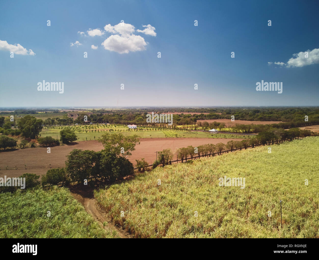 Grüne Zuckerrohr mit braunen unbewirtschaftet Feld über der Ansicht von oben Stockfoto