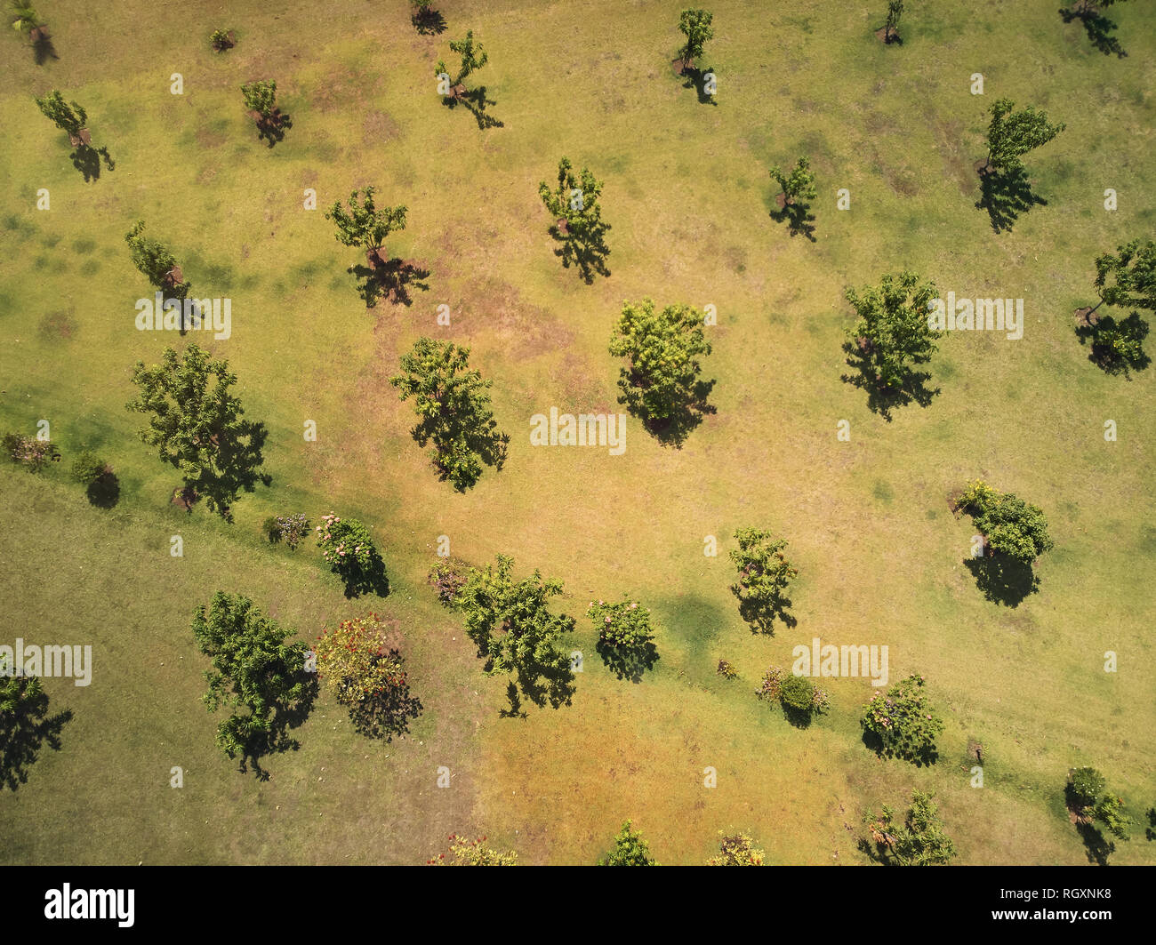 Bäume auf der grünen Wiese oberhalb der oberen Ansicht an einem sonnigen Tag Stockfoto