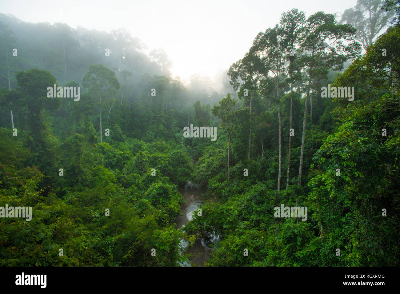 Nebliger Regenwald bei Sonnenaufgang, von einem Baumkronenpfad im Danum Valley Rainforest, Sabah, Borneo, Malaysia aus gesehen. Stockfoto