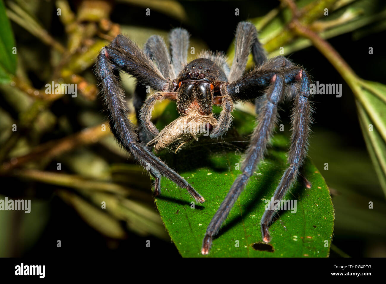 Eine Spinne, die sich nachts an einer Motte im Danum Valley Rainforest,  Sabah, Borneo, Malaysia ernährt Stockfotografie - Alamy