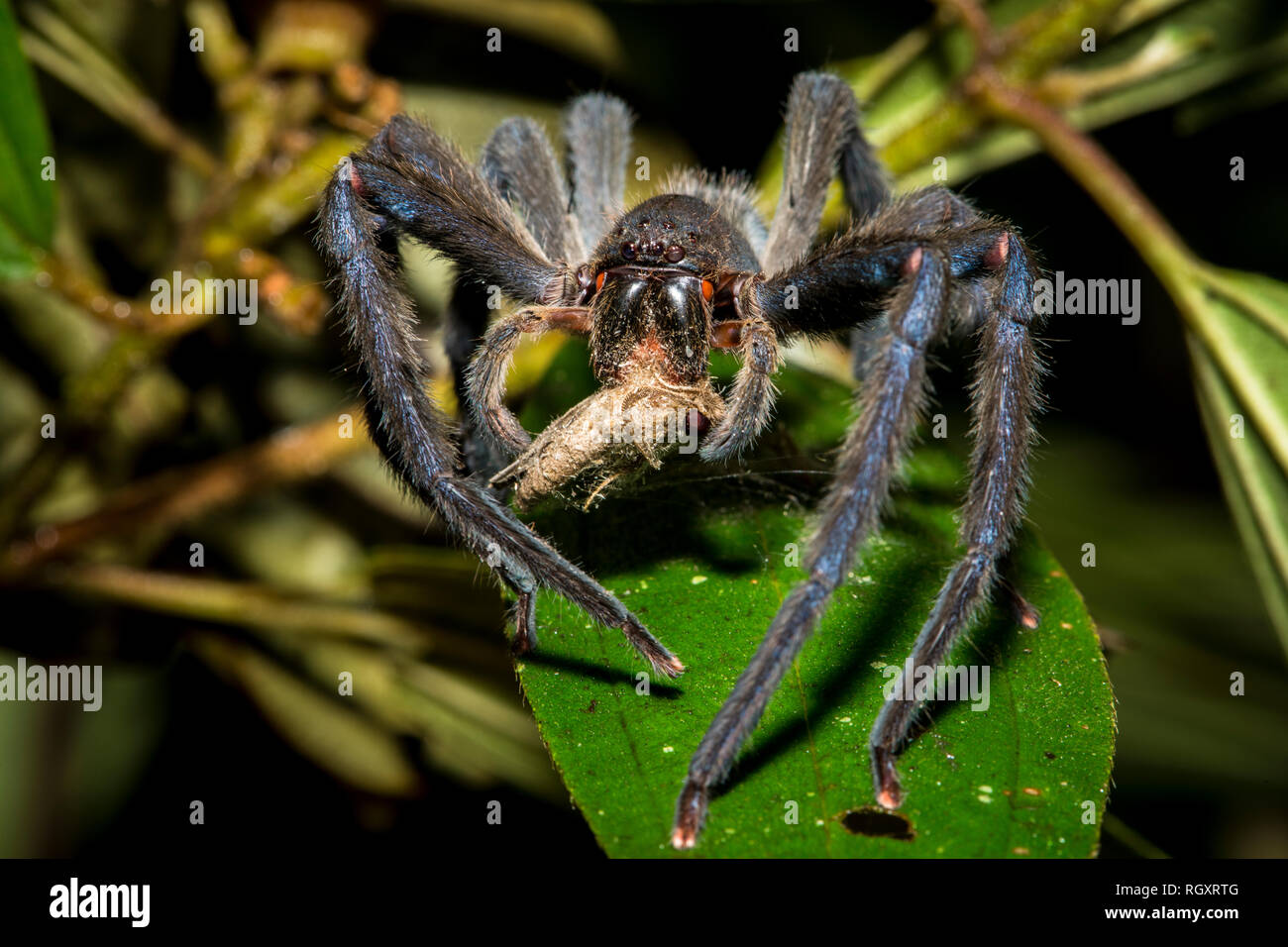 Eine Spinne, die sich nachts an einer Motte im Danum Valley Rainforest, Sabah, Borneo, Malaysia ernährt. Stockfoto
