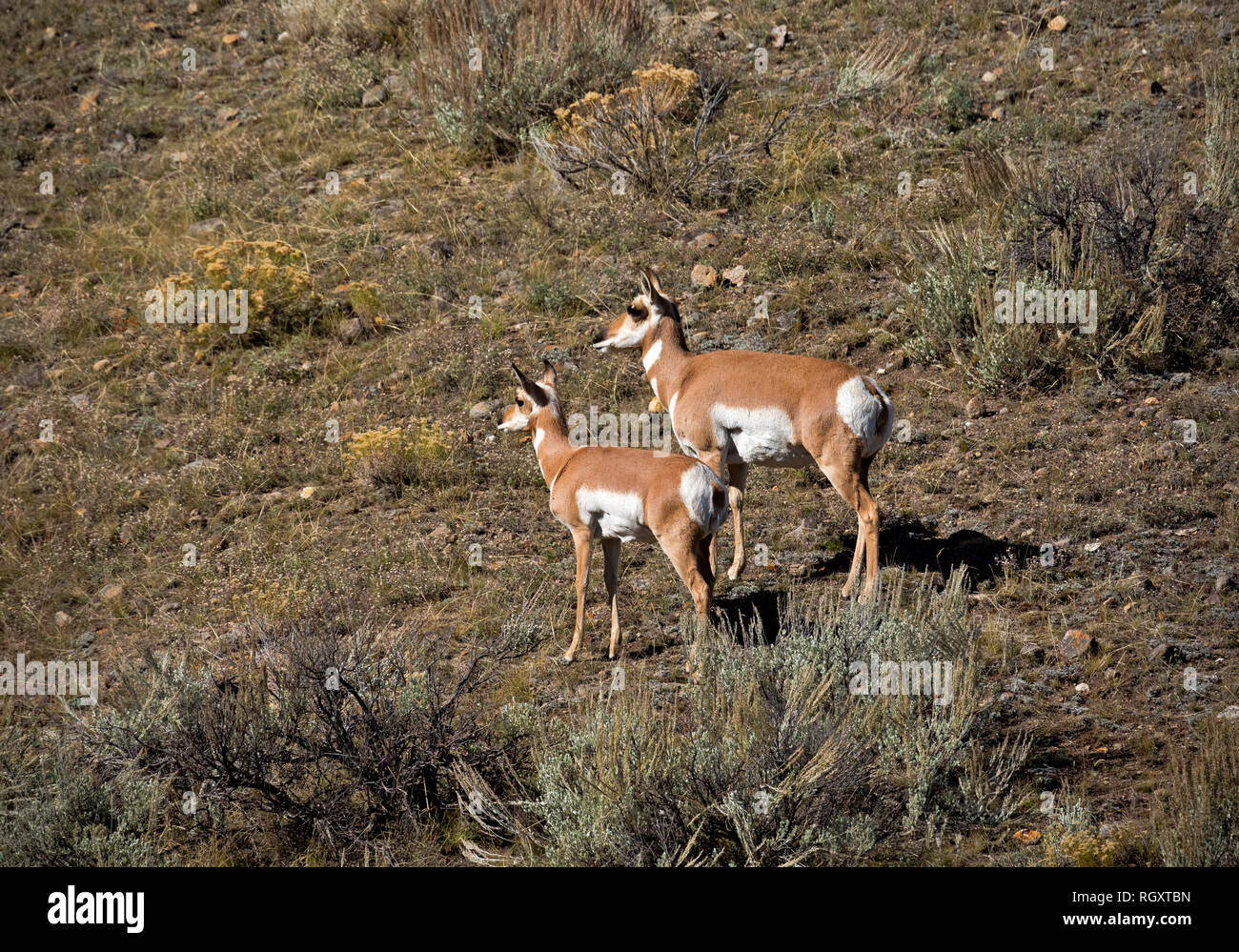 WY 03068-00 ... WYOMING - ein paar pronghorn Antilope Weiden an den Hängen des Specimen Ridge im Yellowstone National Park. Stockfoto