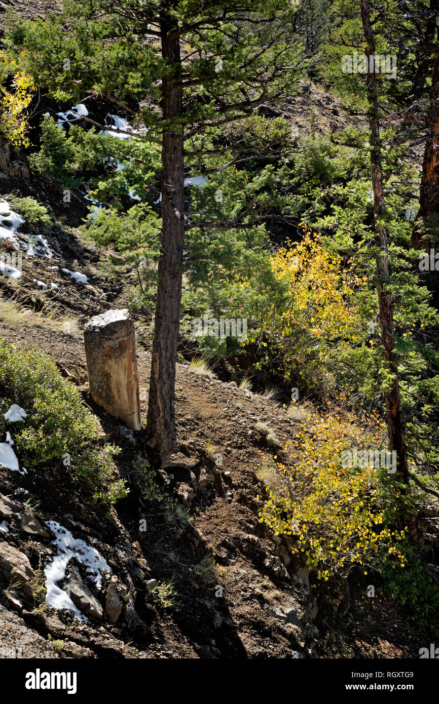 WY 03087-00 ... WYOMING - Die versteinerten Baumstamm, Teil einer alten Versteinerten fores, Seite an Seite mit einem lebenden Baum auf der Schulter von Speciman Ri Stockfoto