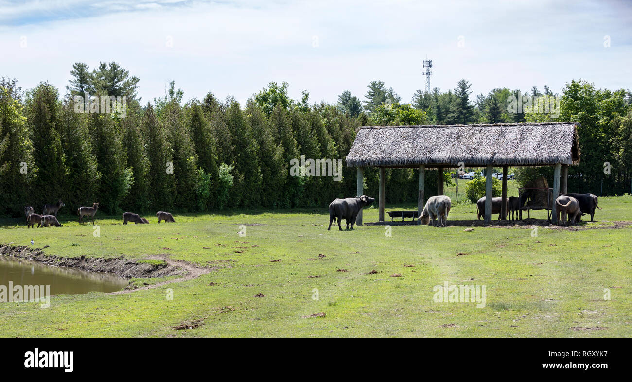 Wasserböcke und essen Büffel Gras im Parc Safari in Leimen, Quebec, Kanada Stockfoto