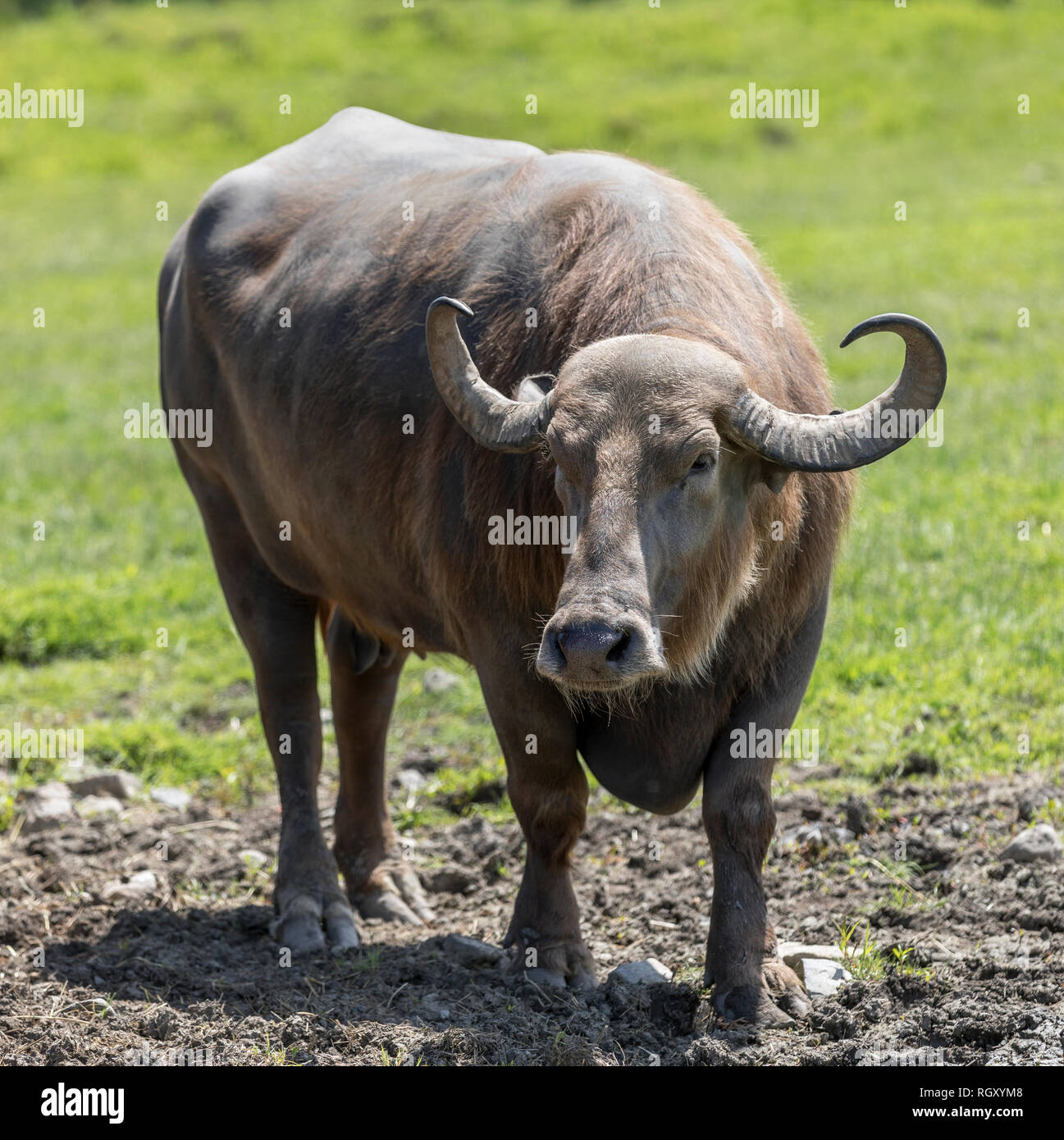 Büffel auf grünem Hintergrund Parc Safari in Leimen, Quebec, Kanada Stockfoto