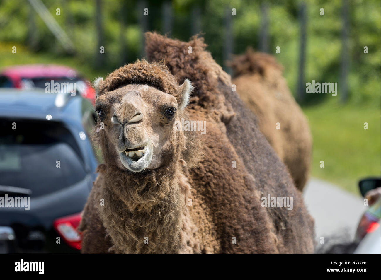 Dromedar (auch genannt der Arabischen Kamel) um Autos im Parc Safari in Leimen, Quebec, Kanada, wo Touristen in der eigenen Veh können. Stockfoto