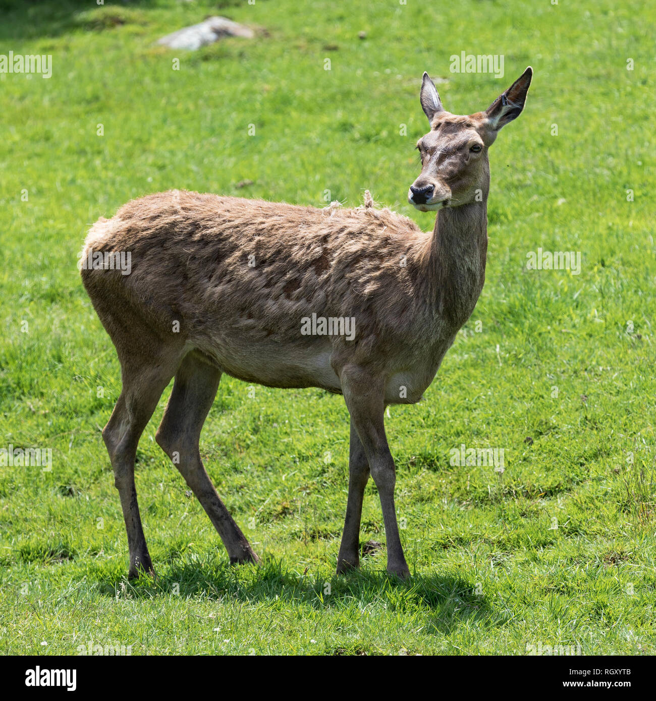 Red Deer (Cervus elaphus) auf grünem Gras Hintergrund im Zoo posing Stockfoto