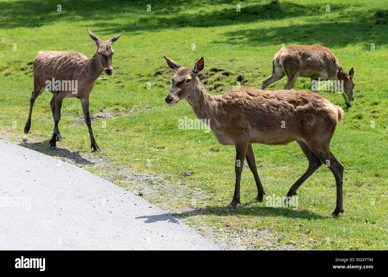 Rotwild (Cervus elaphus) auf grünem Gras Hintergrund im Zoo Stockfoto