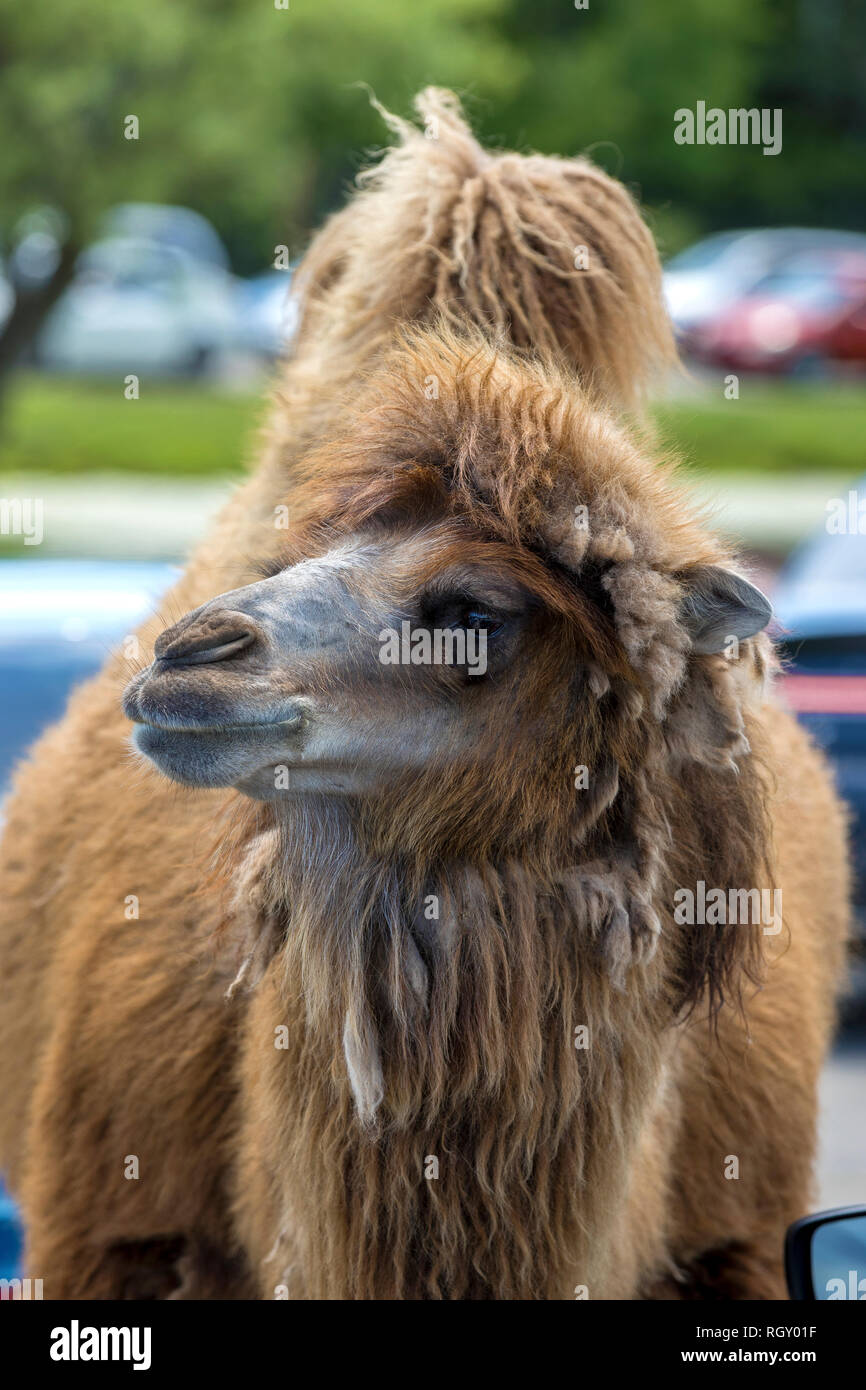 Close-up Profil von einem Kamel im Zoo Stockfoto