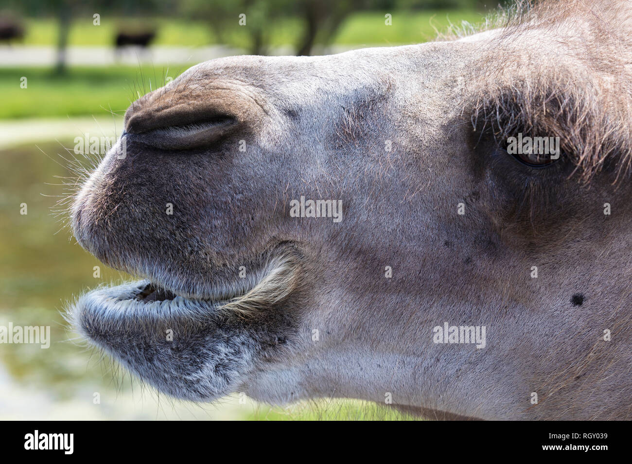 Nahaufnahme einer Bactrian Camel Schnauze im Zoo Stockfoto