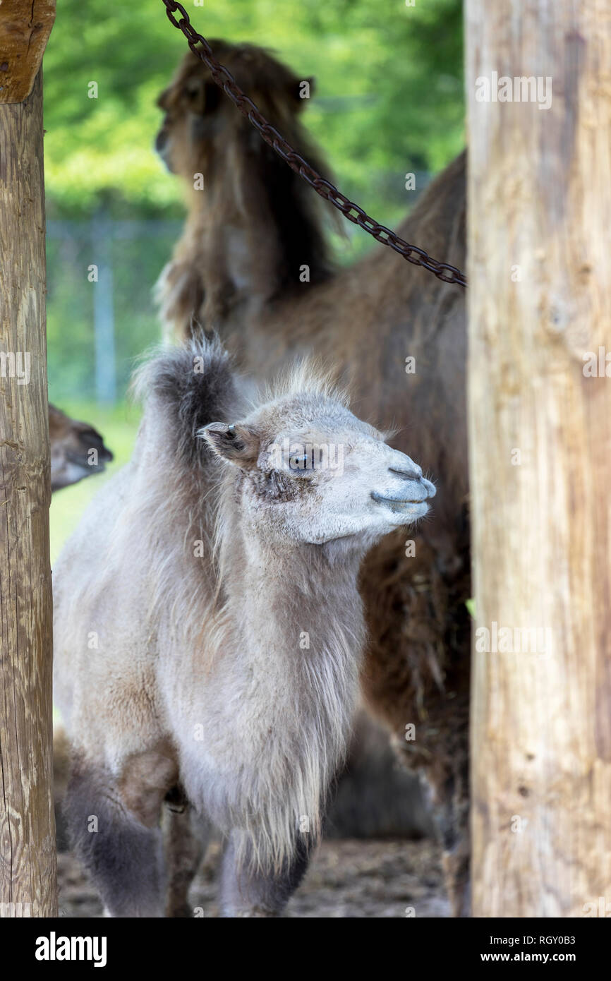 Zwei humped Baktrischen baby-Camel, mit der Mutter im Hintergrund, im Zoo Stockfoto