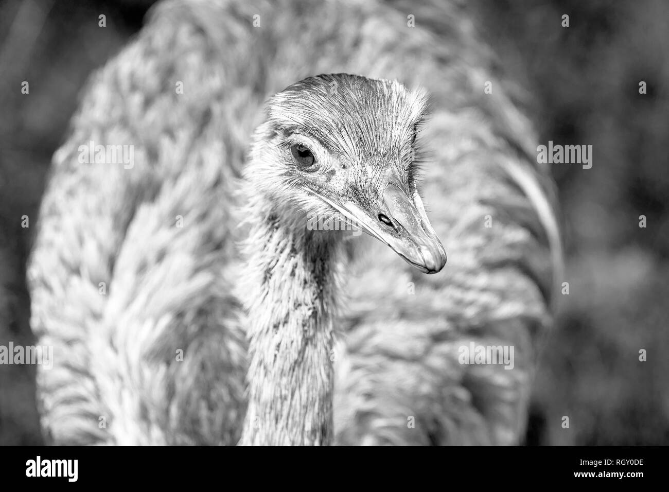 Schwarze und Weiße Nahaufnahme Porträt einer Rhea Vogel Stockfoto