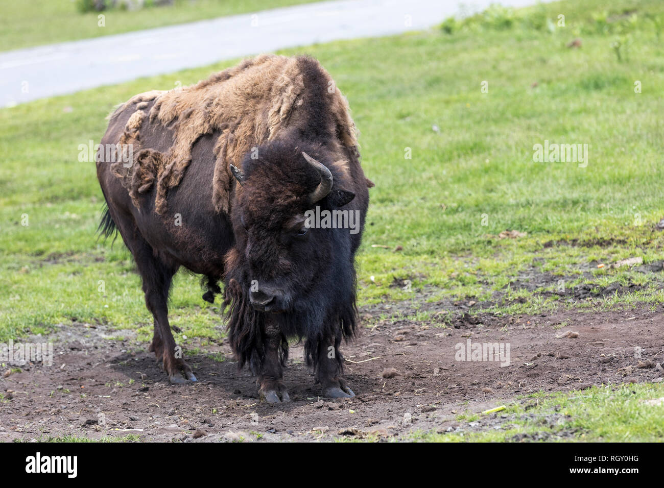 Bison (Buffalo), ist ein riesiges Tier mit einer Schulter Hump, riesiger Kopf und Haare, die länger in der Front ist als hinten. Stockfoto