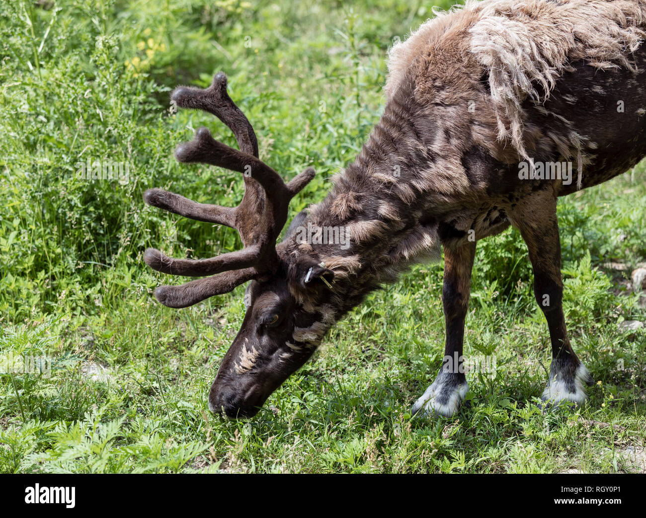 Porträt einer Caribou essen Sommer Gras am Zoo Stockfoto
