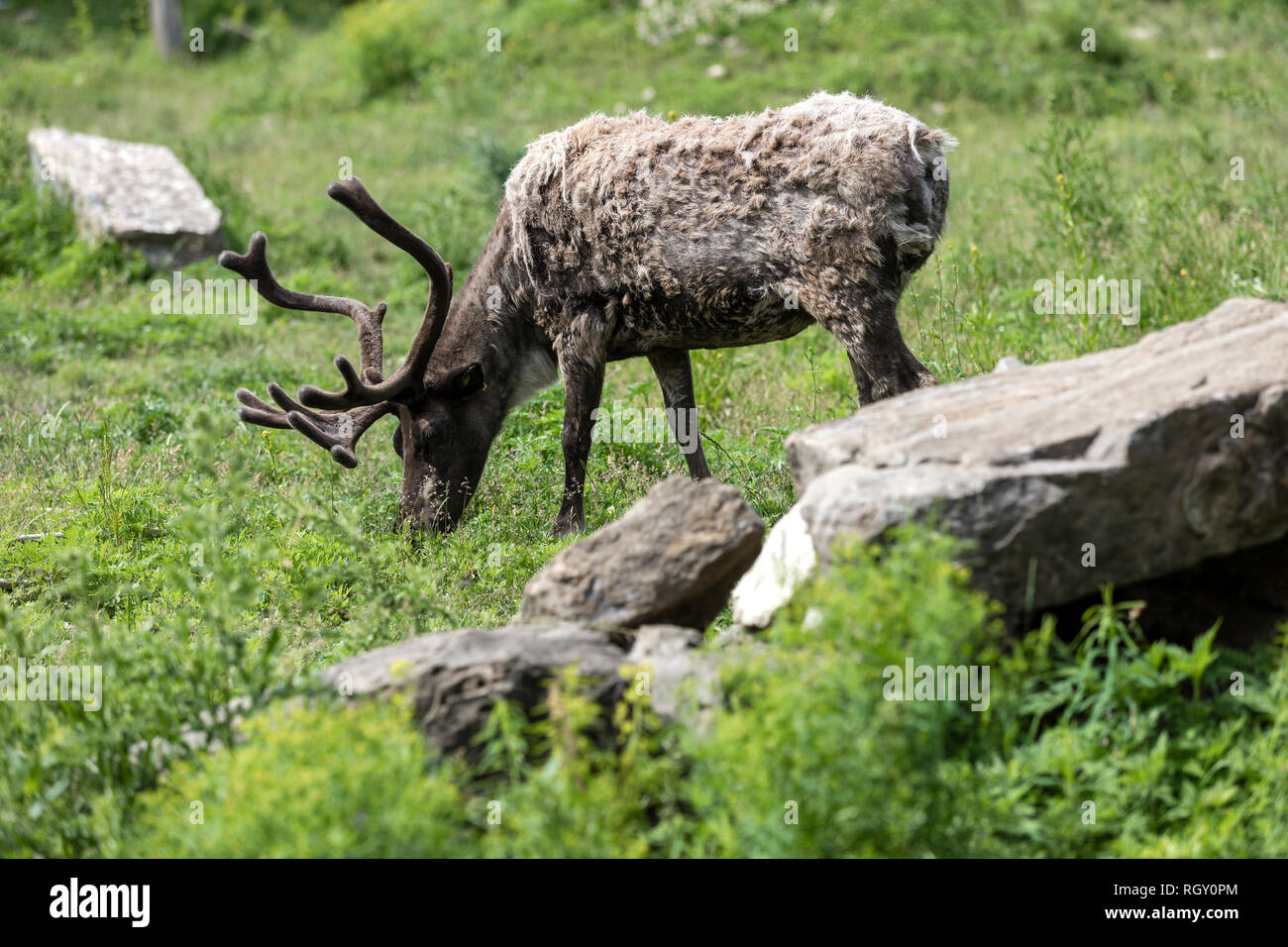 Caribou essen Sommer Gras am Zoo Stockfoto