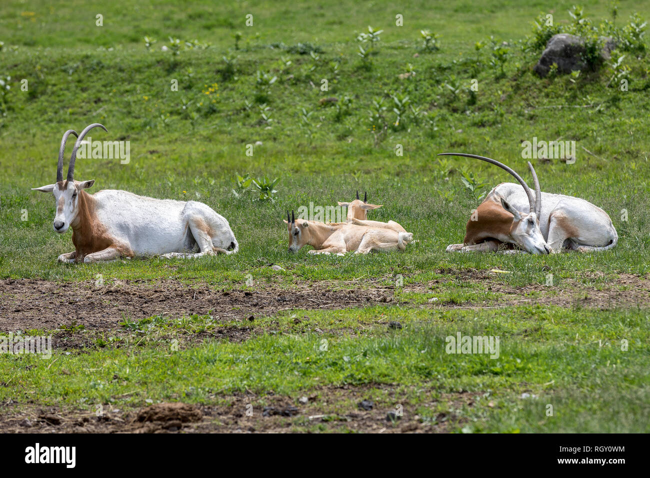 Eine Familie von scimitar - Gehörnte oryxes. Eine elegante Antilopen, die hinter der Legende des Einhorns werden können, und ist hervorragend an das Leben in der Wüste Stockfoto
