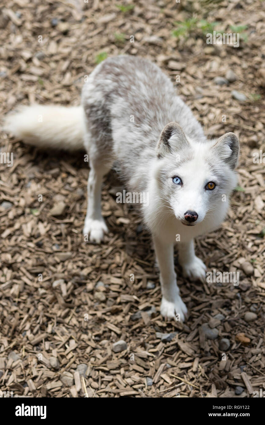 Kleinen Weißen arktischen Fuchs (Vulpes lagopus) mit besonderen Augen, die in der Sommersaison im Zoo Stockfoto