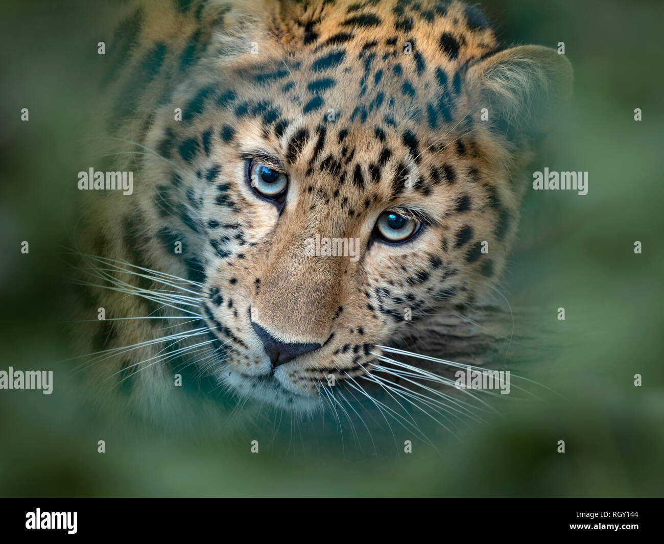 Amur leopard Panthera pardus orientalis CAPTIVE Stockfoto
