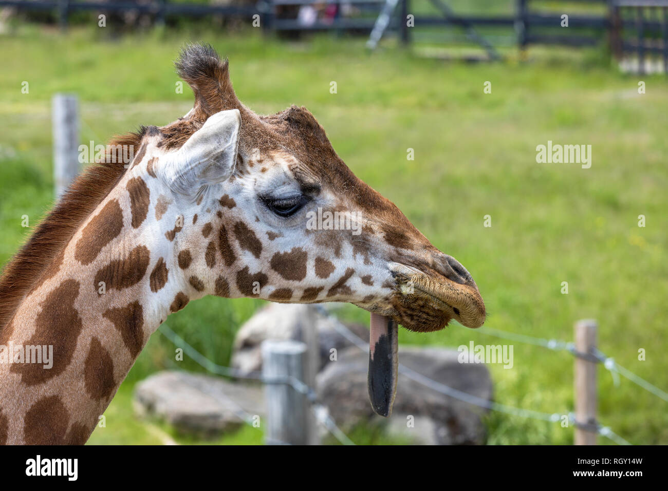 Giraffe Profil schließen, klemmt es mit herausgestreckter Zunge Stockfoto