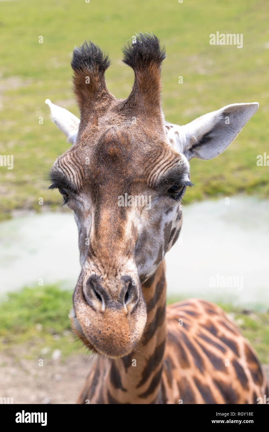 Giraffe im Zoo, bis Portrait schließen Stockfoto
