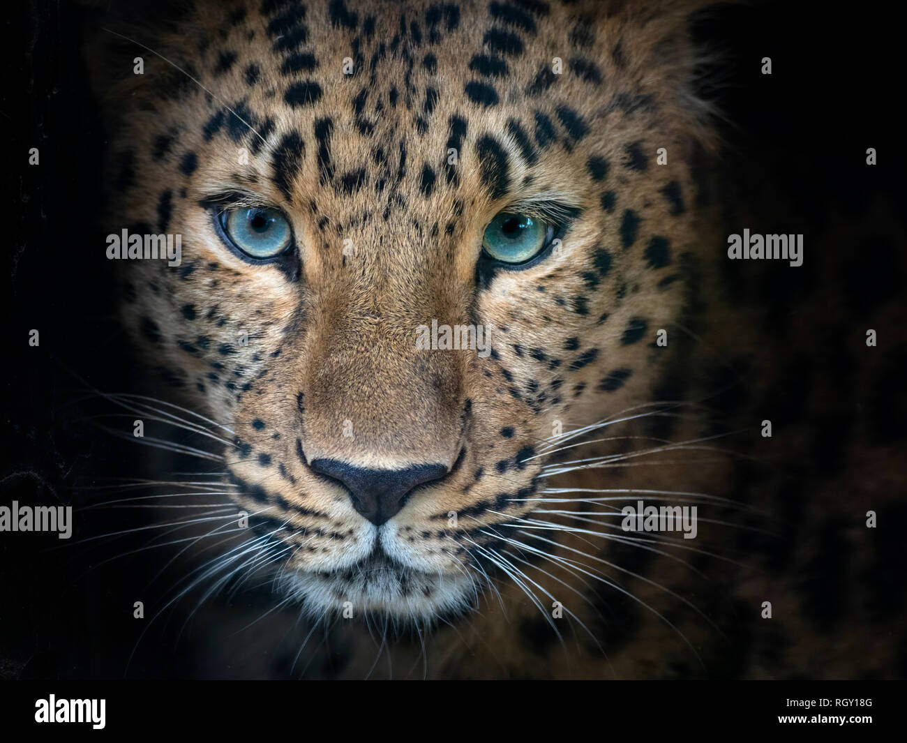 Amur leopard Panthera pardus orientalis CAPTIVE Stockfoto